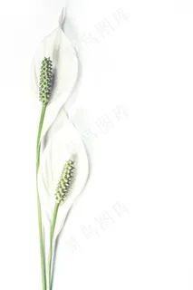 简约空白花卉背景图片 简约空白花卉背景图片