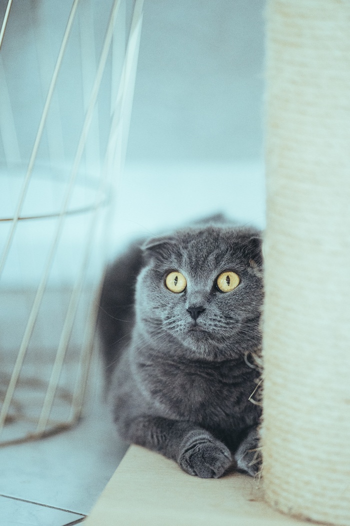 可爱猫咪猫猫摄影素材