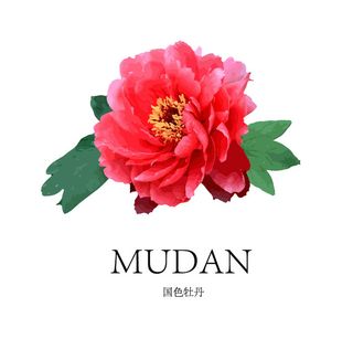 矢量 国色牡丹