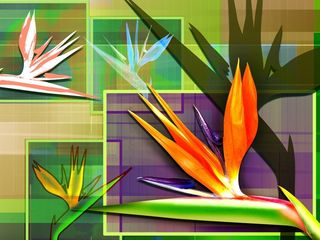 图片设计素材背景鸟语花香