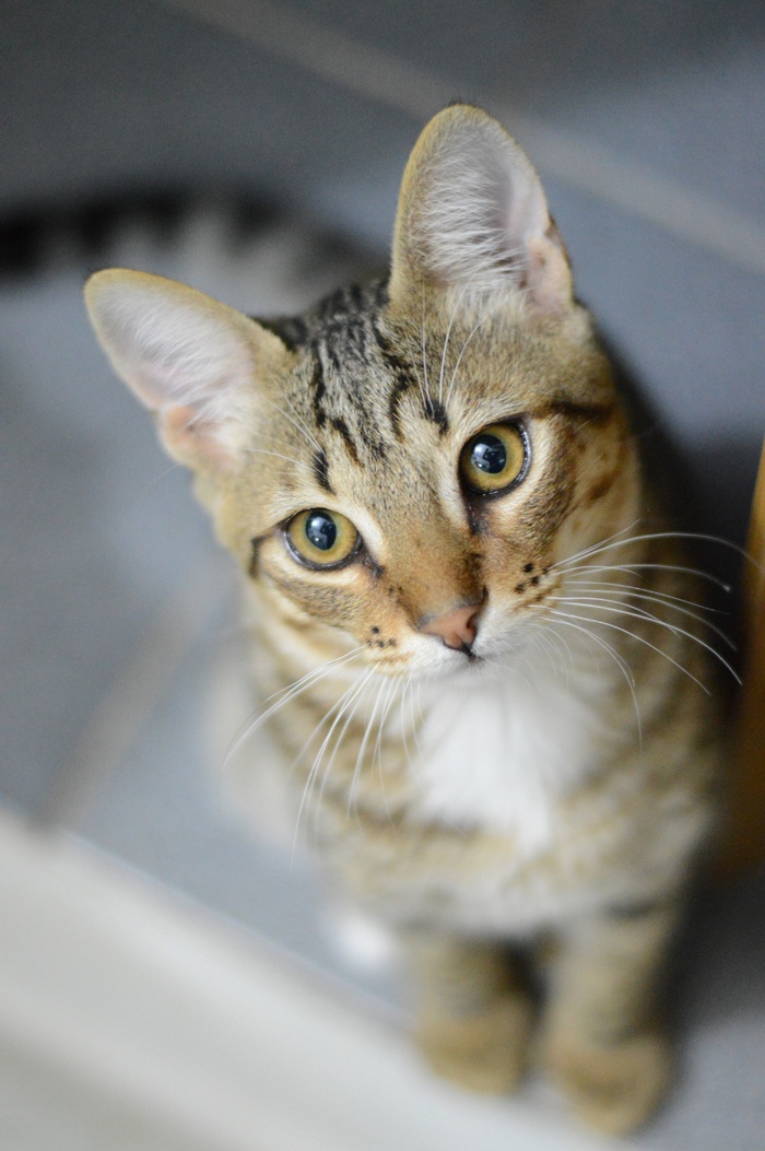 可爱猫咪猫猫摄影素材