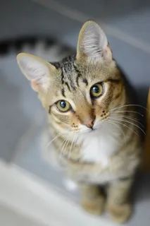 可爱猫咪猫猫摄影素材 可爱猫咪猫猫摄影素材
