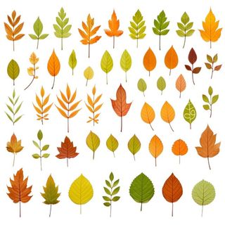 秋天黄色叶子树叶插画免抠