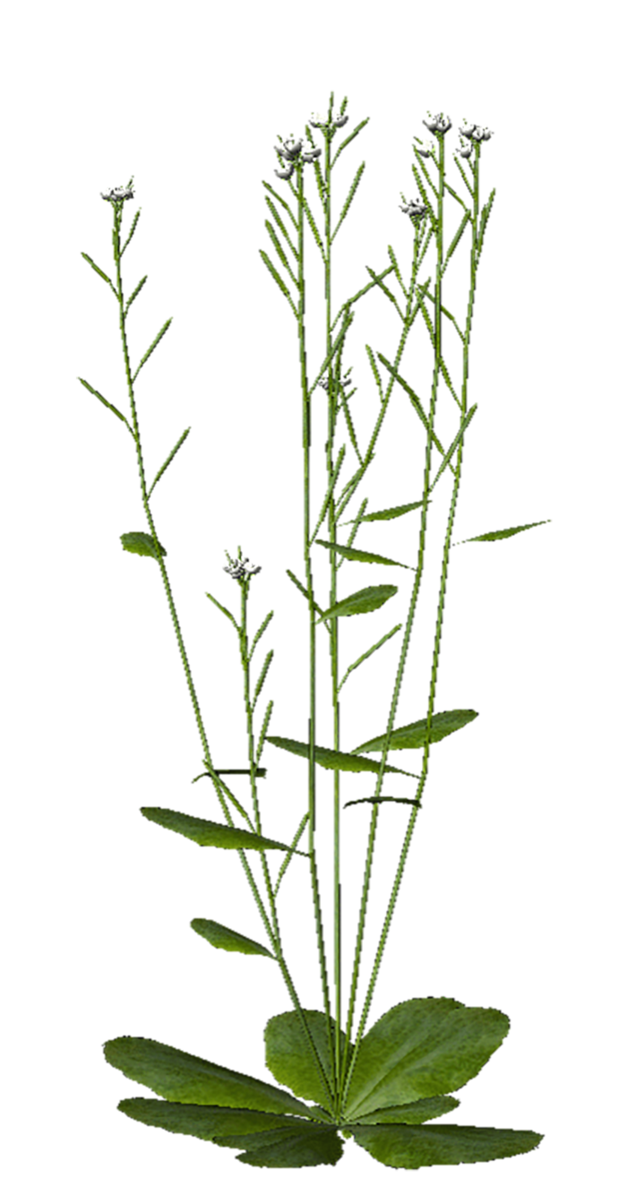 植物草绿色