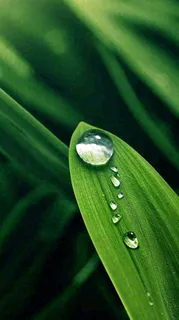 春天树叶草叶上晶莹剔透的水珠，雨水摄影图