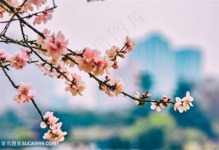 春日里盛开的桃花