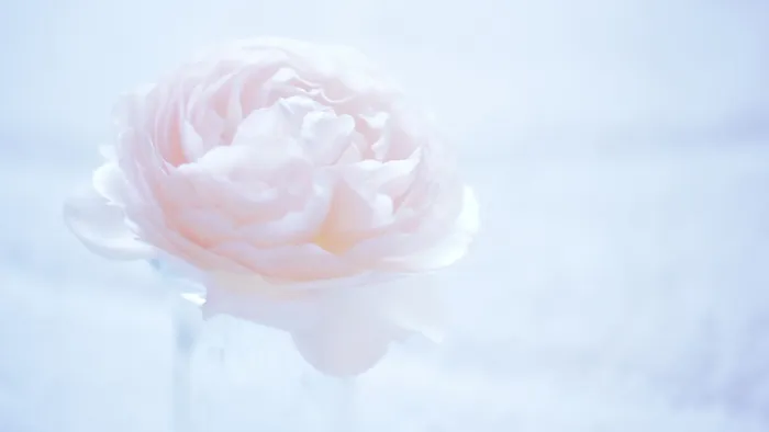 高清白色玫瑰花