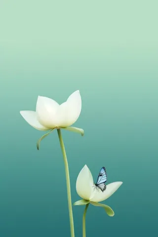 清新浅绿色荷花节气背景