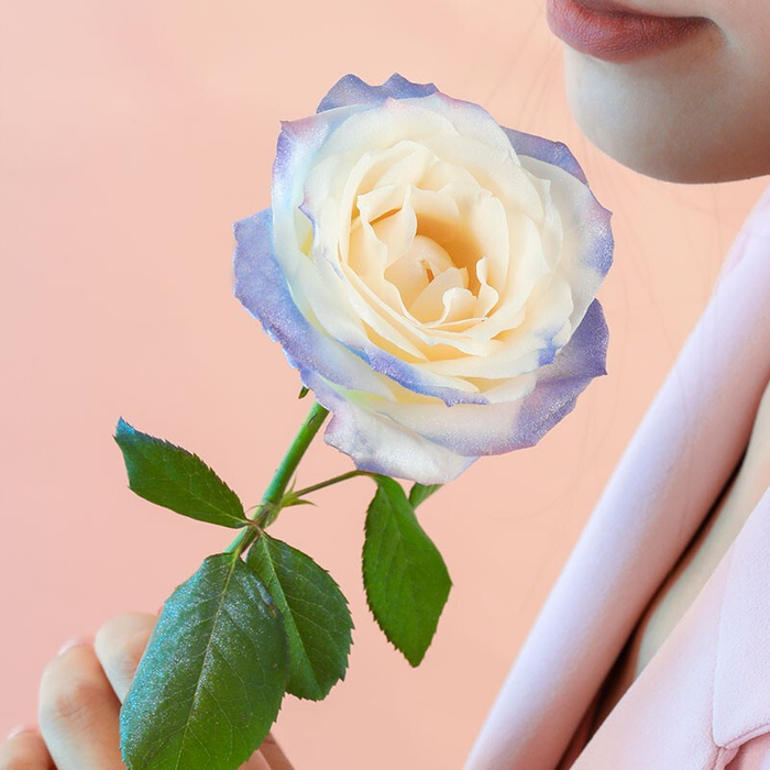 唯美闻花的女人美丽大方摄影