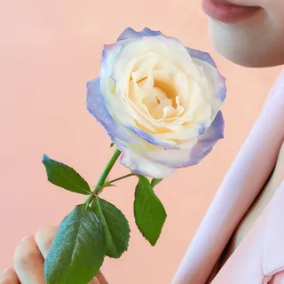 唯美闻花的女人美丽大方摄影