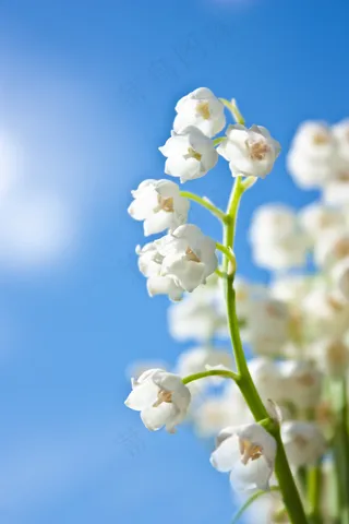 高清野花素材图片下载