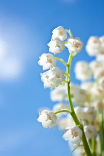 高清野花素材图片下载 高清野花素材图片下载