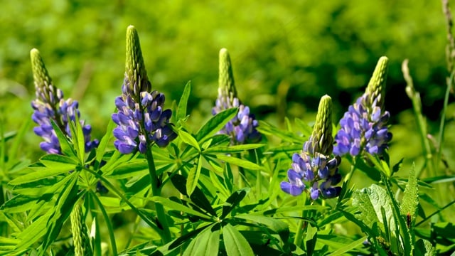 花, 风, 开花, 紫色, 野花, 自然, 多年生羽扇豆