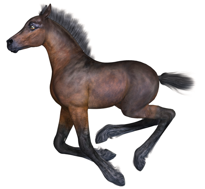 马动物免扣素材透明背景野马