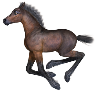 马动物免扣素材透明背景野马