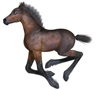 马动物免扣素材透明背景野马