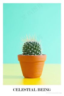 唯美仙人掌仙人球装饰画 唯美仙人掌仙人球装饰画