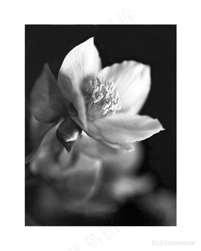 唯美艺术黑白花卉装饰画