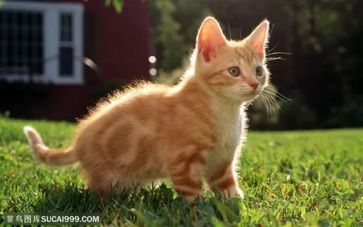 可爱猫咪-黄色的小猫咪 可爱猫咪-黄色的小猫咪