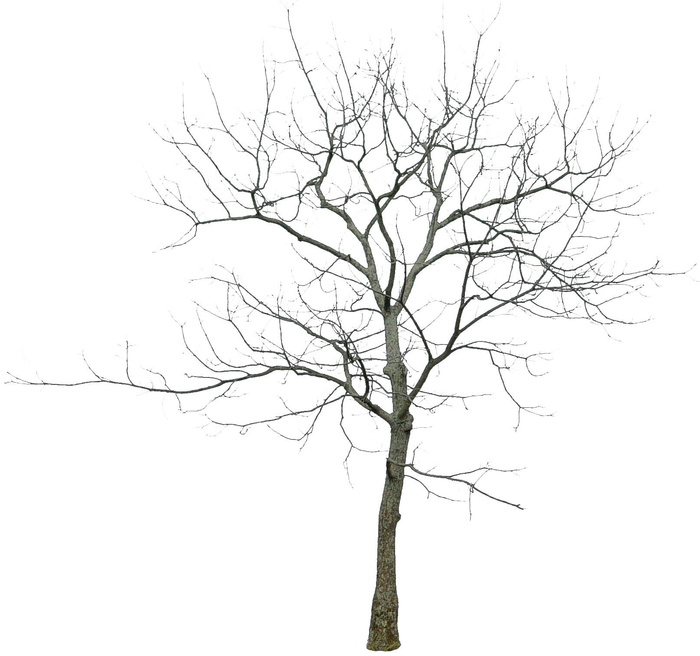 高清树木素材 免抠PSD植物素材 美术绘画园林贴图 树草灌木花草