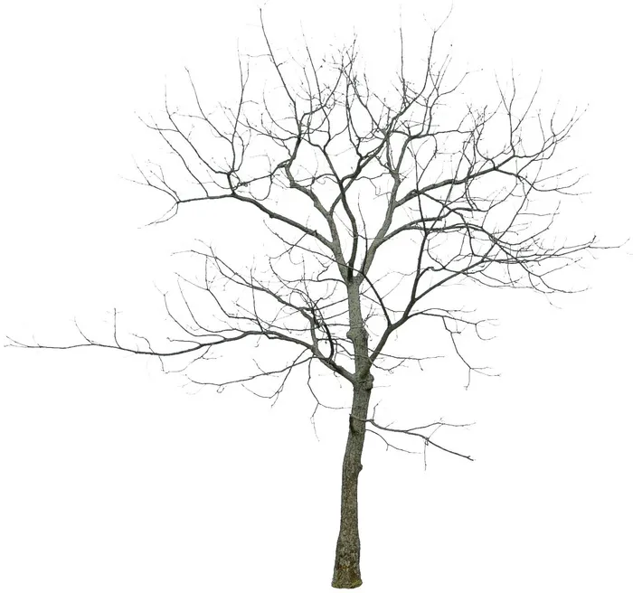 高清树木素材 免抠PSD植物素材 美术绘画园林贴图 树草灌木花草psd模版下载