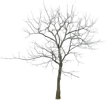 高清树木素材 免抠PSD植物素材 美术绘画园林贴图 树草灌木花草