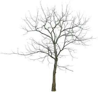 高清树木素材 免抠PSD植物素材 美术绘画园林贴图 树草灌木花草