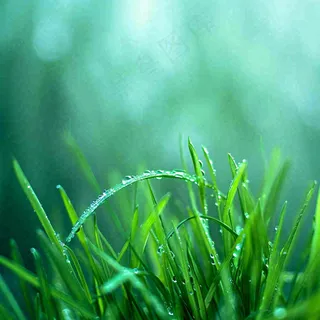 春天草地绿芽雨水露珠阳光，春分谷雨雨水白露摄影图