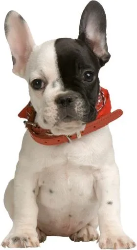 斗牛犬 PNG免抠(582x1063)