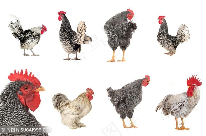 各种形态母鸡动物高清图