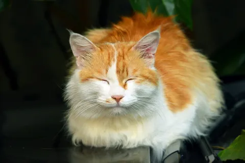 睡觉可爱波斯猫图片 睡觉可爱波斯猫图片