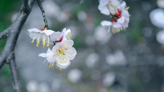 春天白色桃花唯美图片 春天白色桃花唯美图片