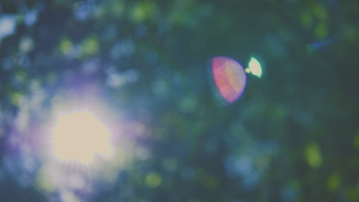 镜头光晕从太阳穿过失焦的树木