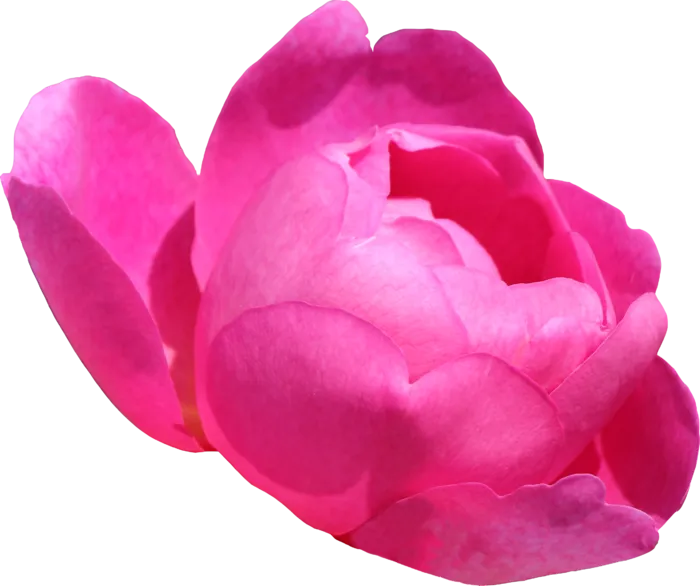鲜花玫瑰免扣素材