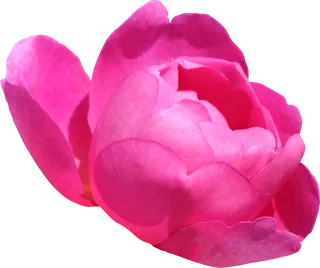 鲜花玫瑰免扣素材