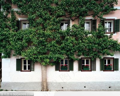 加勒比 爬山虎 窗户