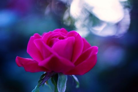 唯美月季花鲜花图片