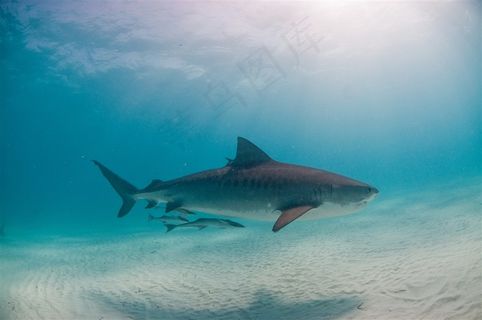 海洋大青鱼摄影图片