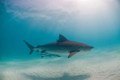 海洋大青鱼摄影图片 海洋大青鱼摄影图片