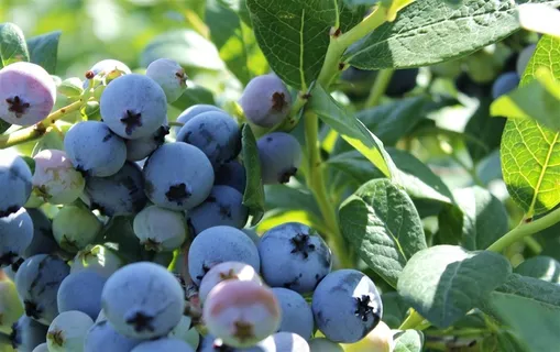 果树上的蓝莓自然 绿色 果 健康 水