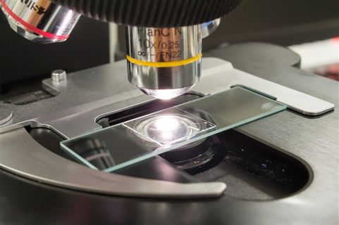 正在观察的显微镜