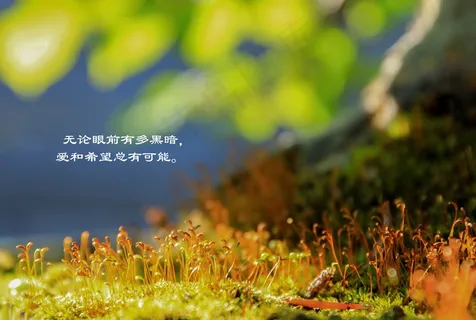小清新文字短句图片 小清新文字短句图片