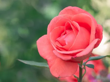 红色玫瑰花盛开图片 红色玫瑰花盛开图片