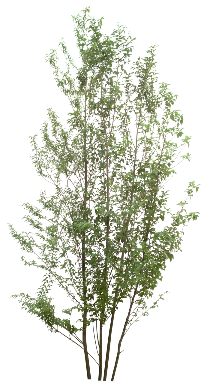 高清树木素材 免抠PSD植物素材 美术绘画园林贴图 树草灌木花草