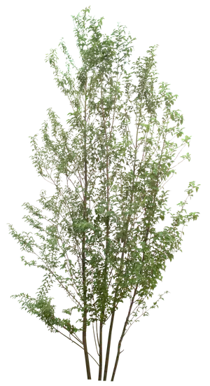 高清树木素材 免抠PSD植物素材 美术绘画园林贴图 树草灌木花草