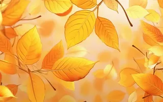 秋天黄色树枝叶子背景