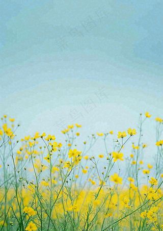 春天花海小黄花清新鲜花，蓝天春分