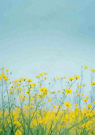 春天花海小黄花清新鲜花，蓝天春分