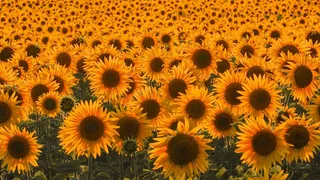 黄色向日葵摄影素材