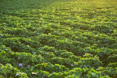 农村红薯菜地图